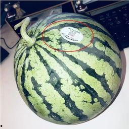 湖州网红吃瓜,揭秘幕后故事与热门话题